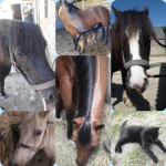 ~ Le Petit Monde Des Chevaux ~