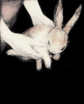 Delicate lambs