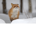Mr Fox'es Group