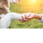 People and animal’s