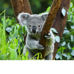 Koala Gang Group!!!!