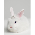 #Bunbun_Squad