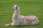 RamaSus