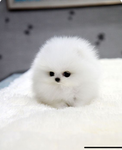 my cute little teacup puppy