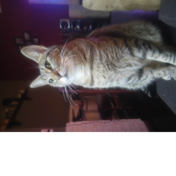 GERALAMAALOSGATOS's Place