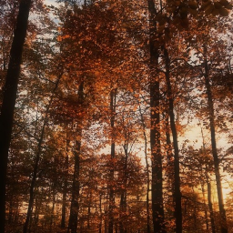 ˙ ✩°˖🍂⋆｡˚꩜
