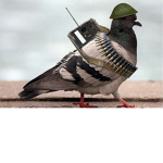 Pigeon cult..