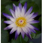 Lily Pond Shop