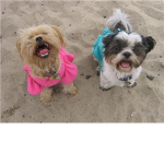 mygirlshot and mygirlshot2 fans plz primary