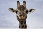 TheGiraffeArmy