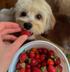 Strawberry Pandas