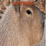 Capybara team talk