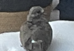 Penguin's group place