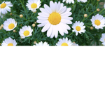 Daisy’s Bunch of Blossoms