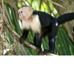 the monke games