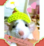 RAT_POLICES