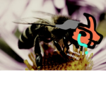 Honeybees group! :D