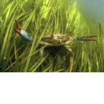 D3LIGHTFUL