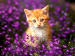 Kitty's Fanss