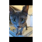 IvyCat clashrocker