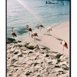 Pink Flamingos are cute