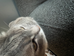 CAT WORSHIPERS._.