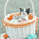 - Lily's Boutique -
