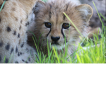 Animals matter so please take care of you pets by