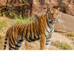 Tiger fans group