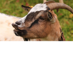 Organic Goats
