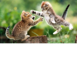 Kitty Gang crew