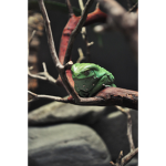 a cult about frogs :D