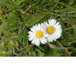 Something yellow and white