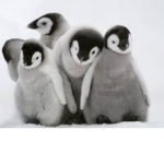 Penguin pals forever