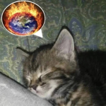 Cats are rad!