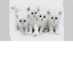 Kittys Family <3