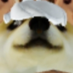 犬の王国