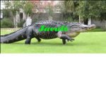 lacosti