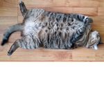 Chunky Cat People