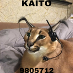 ヤKAITOヤ