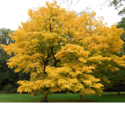 tree III