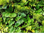 unknown forest of somethings