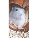 NyaaLegendOfficialGroup