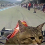 Car Cats!