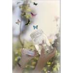 (- Butterflies-)