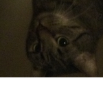 Cats are coooooool