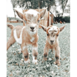 Goats Are The Cutest!