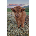 Cow_rosa