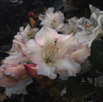 Moonlit Lily
