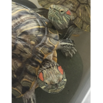 Tidal Turtles Group Thumbnail